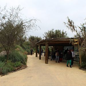 Buin Zoo - Lion Exhibit