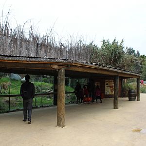 Buin Zoo - Lion Exhibit