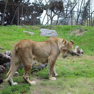 Buin Zoo - Lion Exhibit