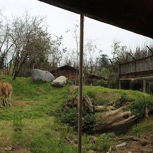 Buin Zoo - Lion Exhibit