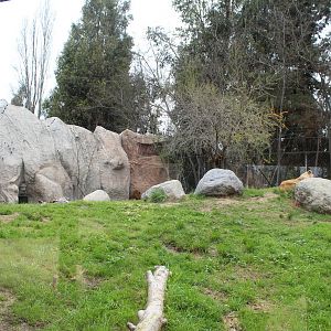 Buin Zoo - Lion Exhibit