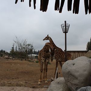 Buin Zoo - African Savanna Exhibit (giraffe, ostrich and thomson's gazelle)