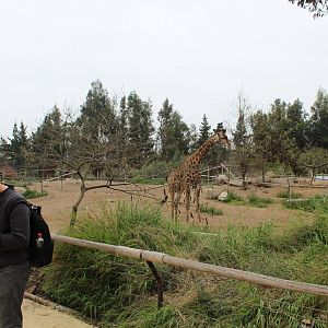 Buin Zoo - African Savanna Exhibit (giraffe, ostrich and thomson's gazelle)