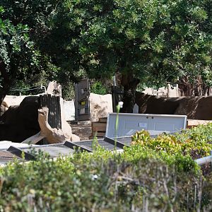 Construction of the new Amur and snow leopard exhibits.