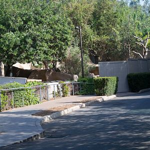 Construction of the new Amur and snow leopard exhibits.