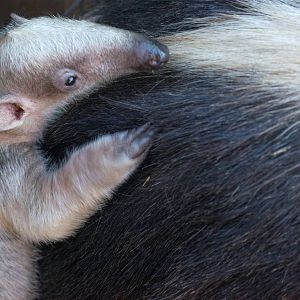 Lesser Anteater Born September 10, 2014