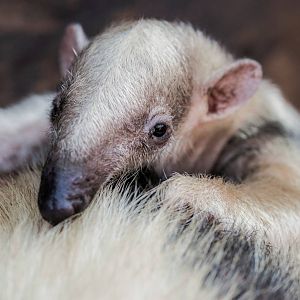 Lesser Anteater Born September 10, 2014