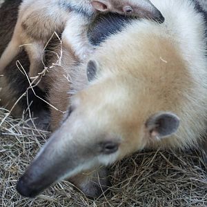 Lesser Anteater Born September 10, 2014