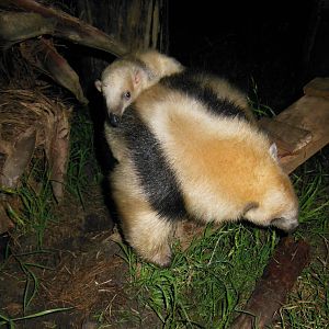 Lesser Anteater, 1 month old.
