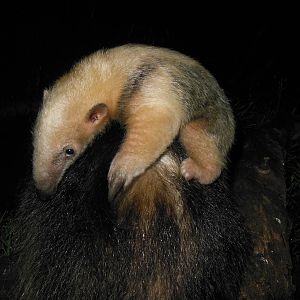Lesser Anteater, 1 month old.