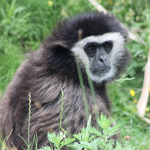 White-handed gibbon