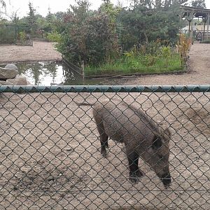 Wild boar enclosure