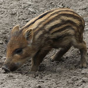 Wild boar piglet