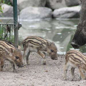 Wild boar piglets