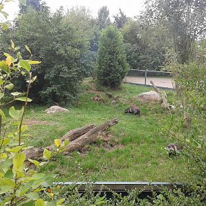 Raccoon dog enclosure