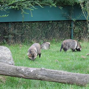 Raccoon dogs