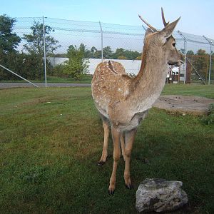 Persian Fallow deer