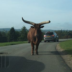 Ankole Cattle