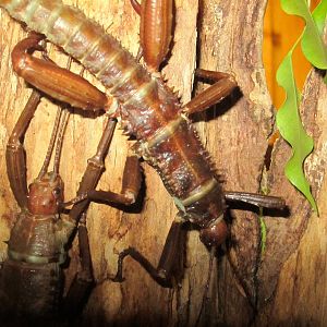 Thorny Devil Walking Sticks
