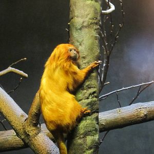 Golden Lion Tamarin