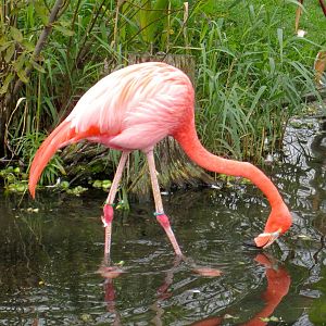 American Flamingo