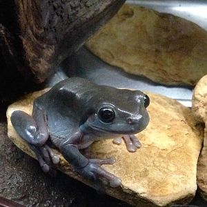 White's Tree Frog