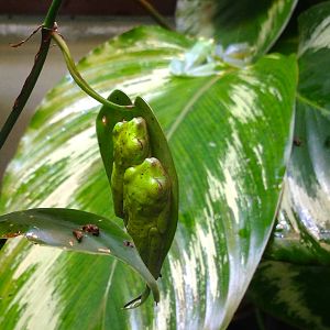 Lemur Leaf Frogs