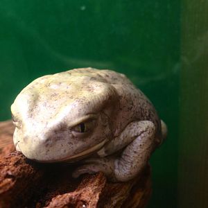 Waxy Monkey Tree Frog