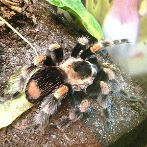 Red Kneed Tarantula