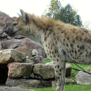Spotted Hyena