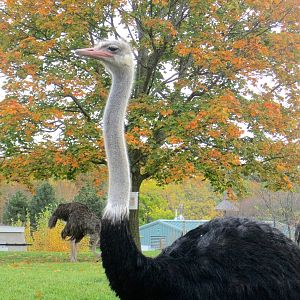 Ostrich