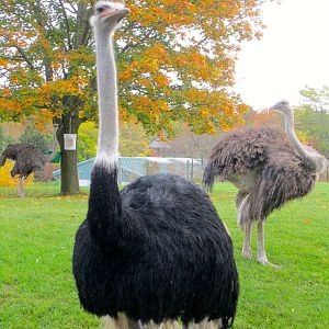 Ostriches