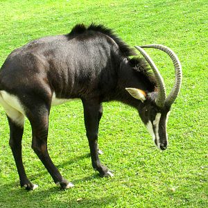 Sable Antelope