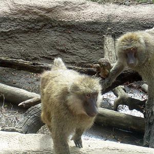 Olive Baboons