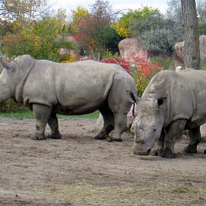 White Rhinos