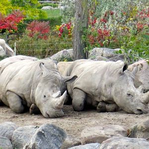 White Rhinos