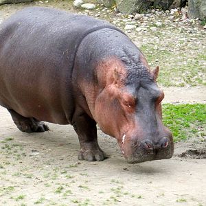 River Hippo