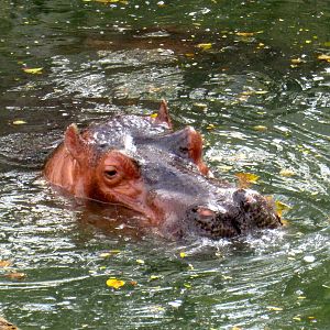 River Hippo