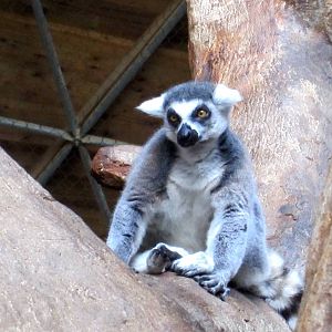 Ring Tailed Lemur