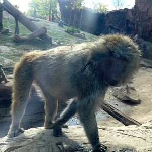 Olive Baboon