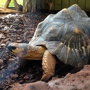 Radiated Tortoise