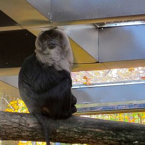 Lion Tailed Macaque