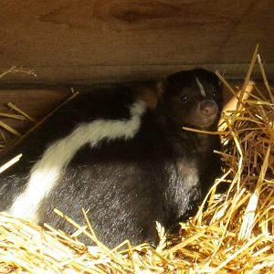 Striped Skunk