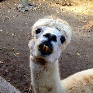 Alpaca
