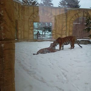 snow tiger