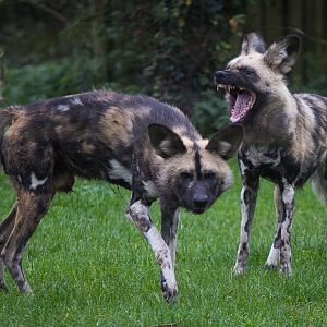 African wild dog : Howletts : 14 Oct 2014