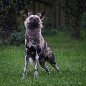 African wild dog : Howletts : 14 Oct 2014