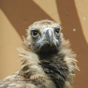 Cinereous Vulture