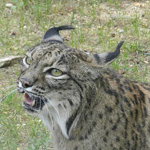 Iberian Lynx