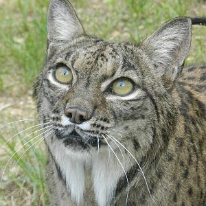 Iberian Lynx